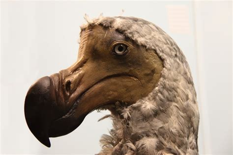  Dodo Bird: Un Conte Folklorique Pakistanais du 17e Siècle qui Chantonne l'Importance de la Persévérance !