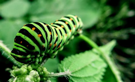 The Married Caterpillar! A Tale of Unexpected Transformation and Social Commentary From 8th Century South Africa