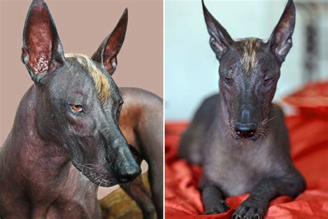 Xoloitzcuintli: Ancestral Guardian Dog Spirit and Journey Through the Underworld!